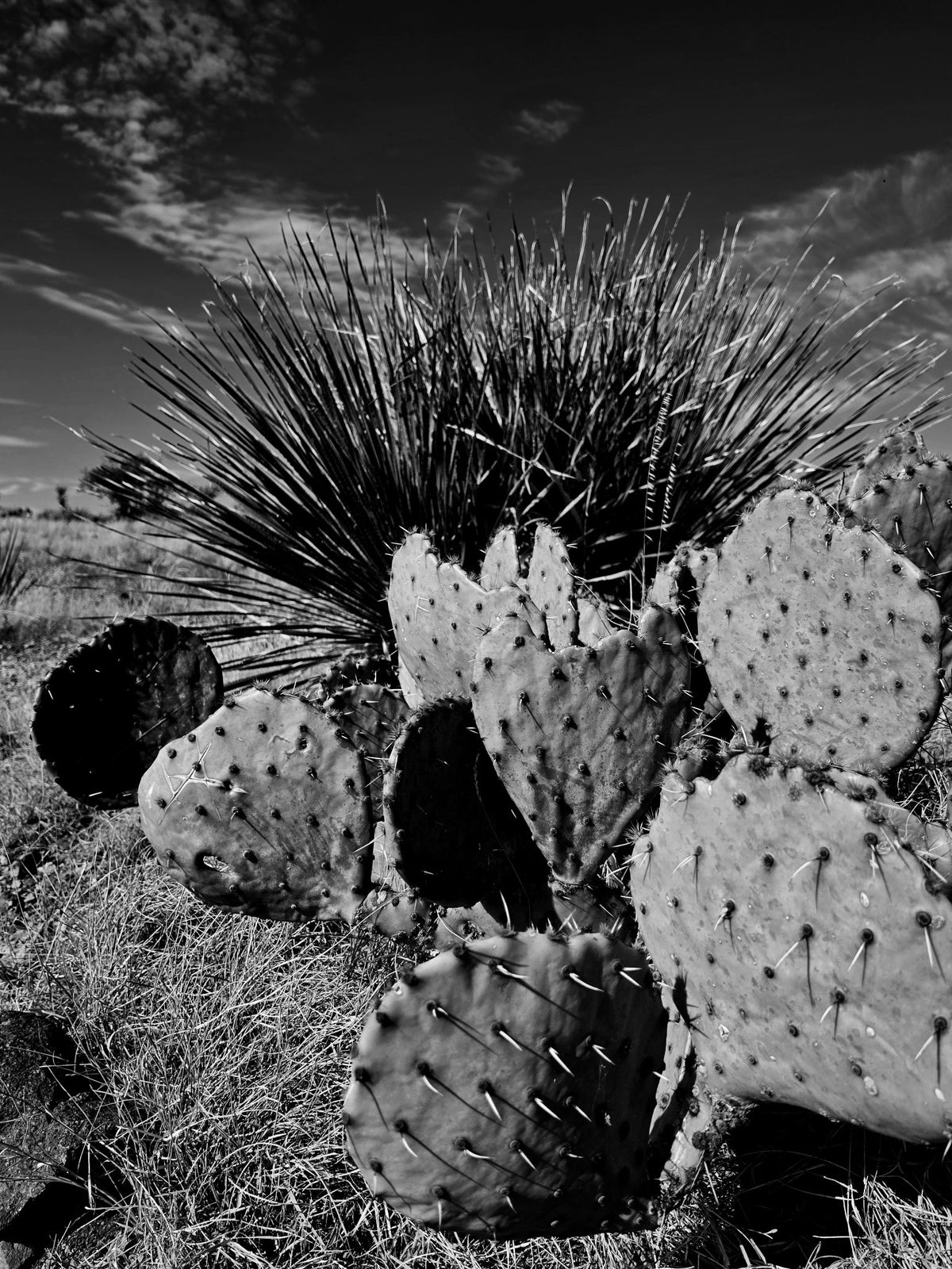 Cactus and yucca in South Texas desert