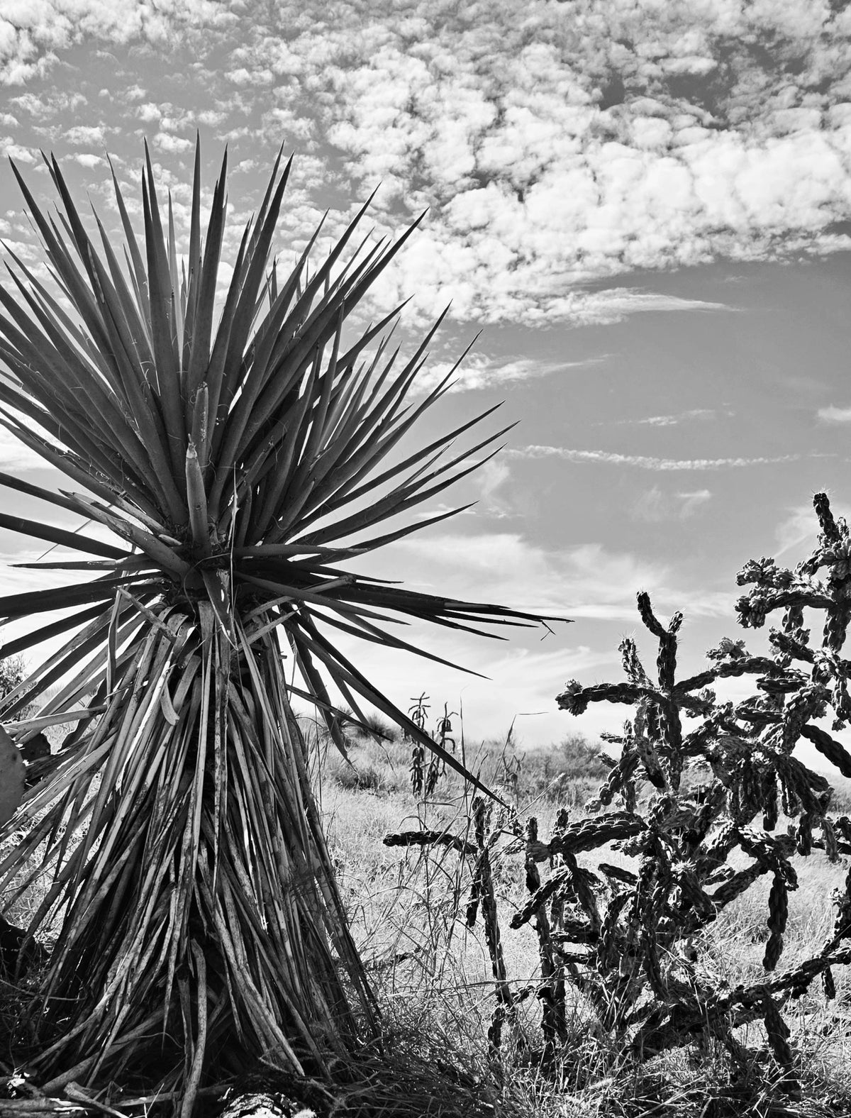 Yucca and cholla cactus silhouettes