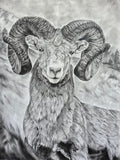 Curly Q — original charcoal bighorn ram drawing