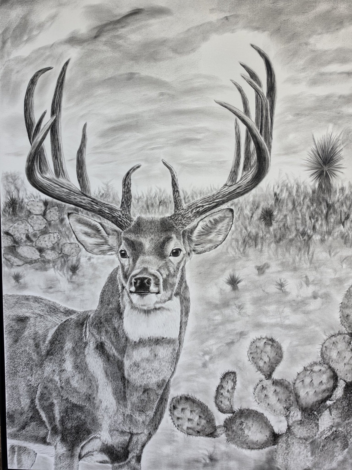 Heart of South Texas — charcoal drawing of a buck
