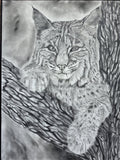 Peek a Boo — charcoal drawing of a bobcat