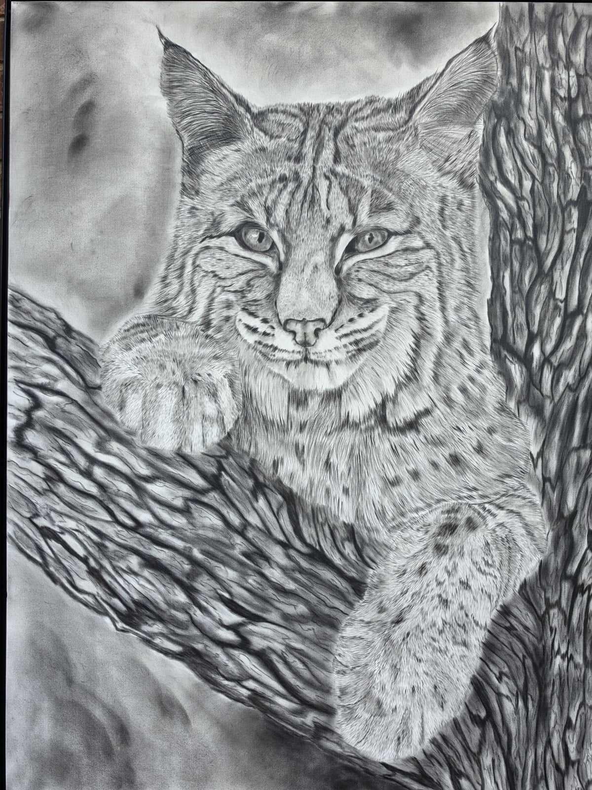 Peek a Boo — charcoal drawing of a bobcat
